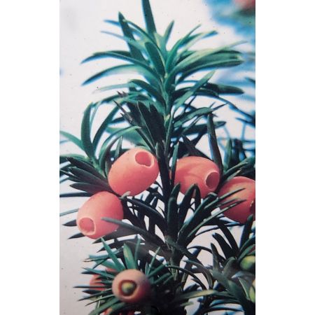 Taxus Baccata Fastigiata Robusta 3L (English Yew) - image 3