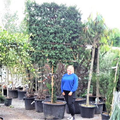Taxus Baccata (Yew) - 160L - 1/2 Std - High Espalier - 300cm