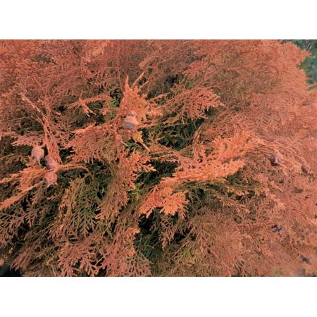 Thuja Aurea Nana - Std - image 2