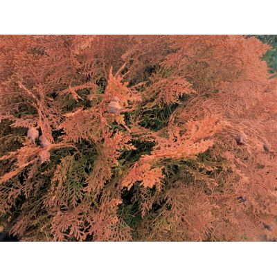 Thuja Aurea Nana - Std - image 2