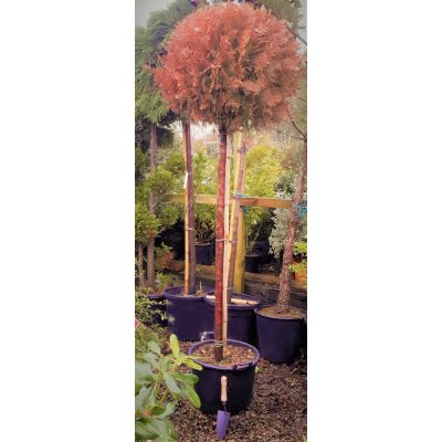 Thuja Aurea Nana - Std - image 1