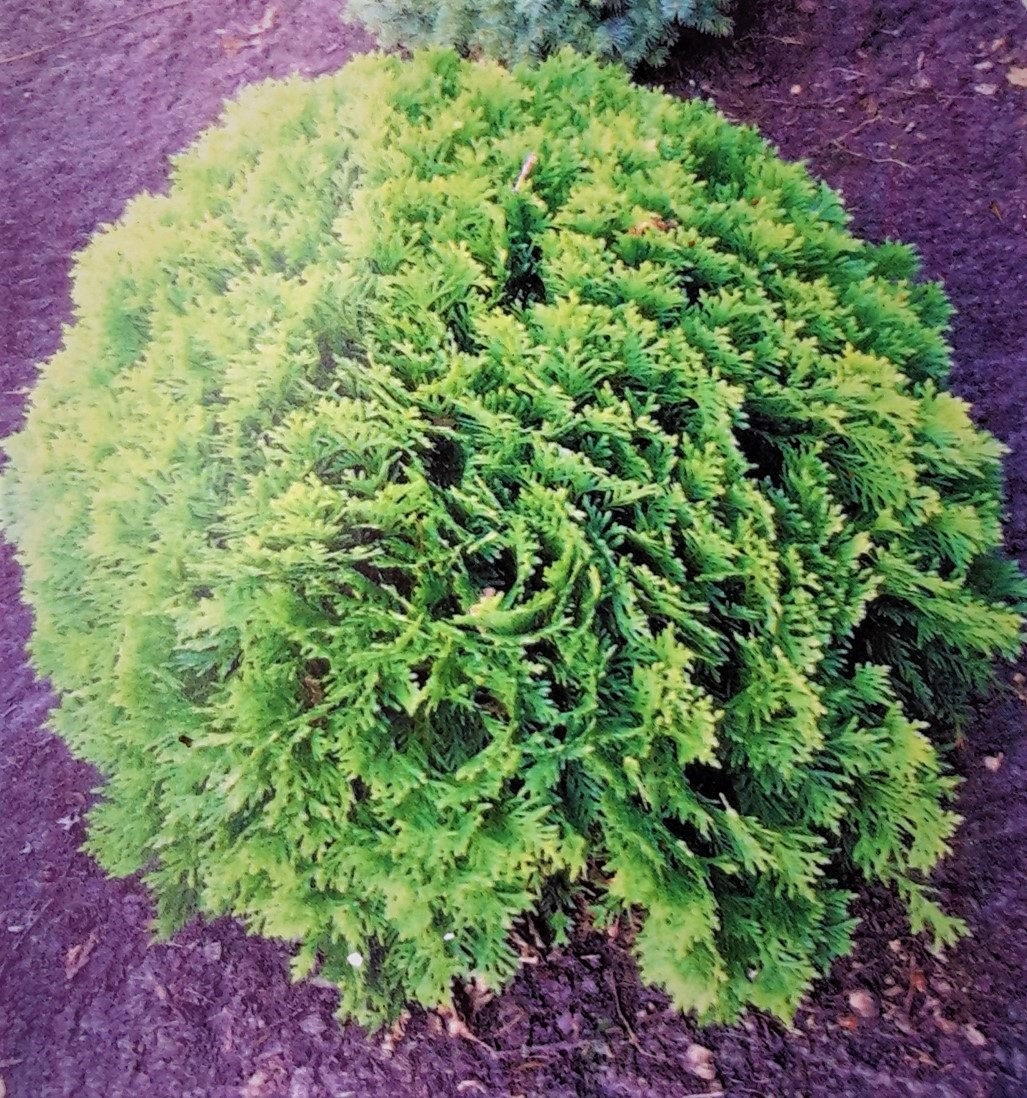 Thuja Occidentalis Danica 2L (White Cedar) Windlestone Nursery