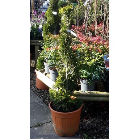 Thuja Occidentalis Golden Brabant(R) - Spiral - 0.8m