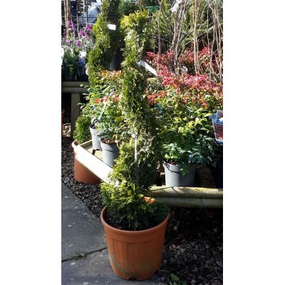 Thuja Occidentalis Golden Brabant(R) - Spiral - 0.8m