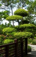 Topiary