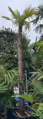 Trachycarpus Fortunei XL -  110L - Trunk Height 3.2m