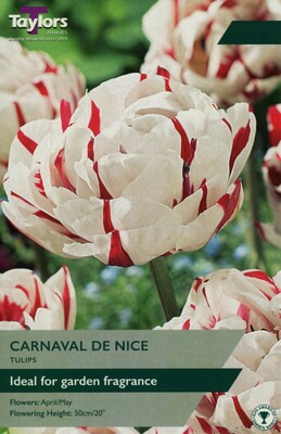 Tulip Carnaval De Nice