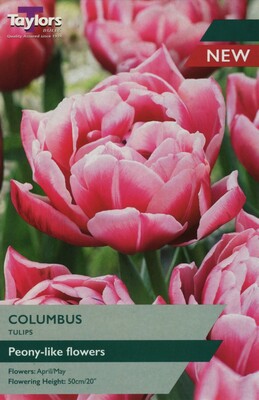 Tulip Columbus
