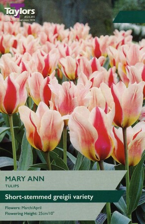 Tulip Mary Ann
