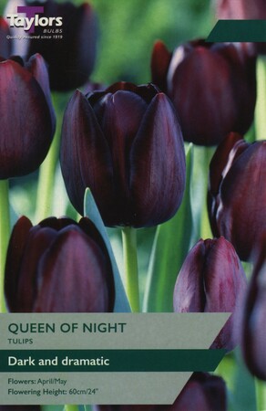 Tulip Queen Of Night