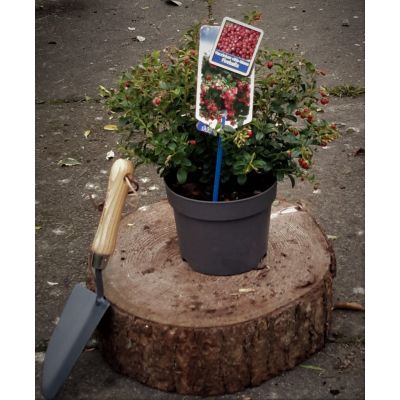 Vaccinium Vitis-idaea Fireballs 2L (Lingonberry/Cranberry)