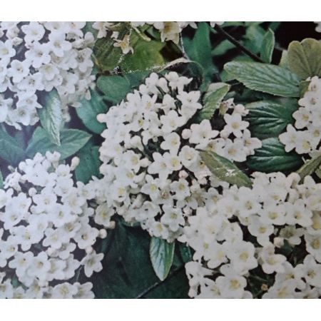 Viburnum Burkwoodii 2L