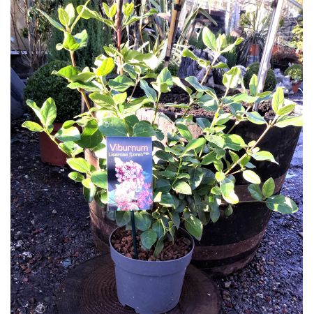 Viburnum Lisarose 'Loren' 2L