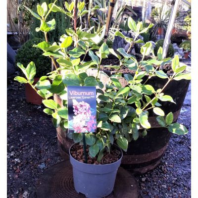 Viburnum Lisarose 'Loren' 2L