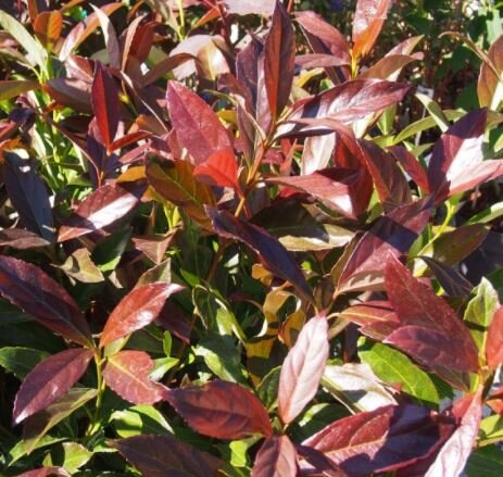 Viburnum Odoratissimum Coppertop® - 5L - 0.8m