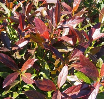 Viburnum Odoratissimum Coppertop®    - 5L - 0.8m
