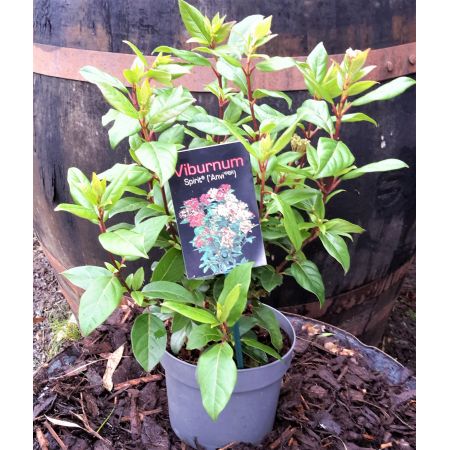 Viburnum Spirit 'Anvi' 2L