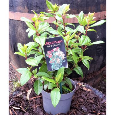 Viburnum Spirit 'Anvi' 2L