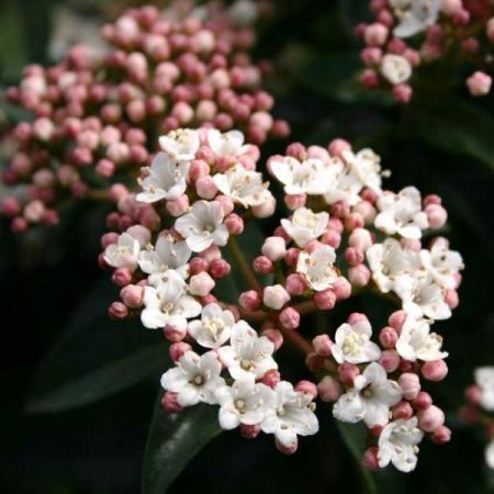 Viburnum Tinus - 0.8m