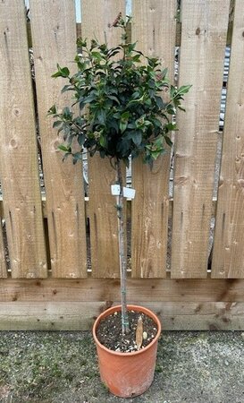 Viburnum Tinus 1/2 Std. - 9L - 70cm clear stem