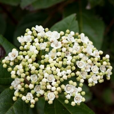 Viburnum Tinus - 40L - image 2