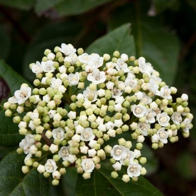 Viburnum Tinus - 40L - image 2
