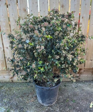 Viburnum Tinus - 40L - image 1