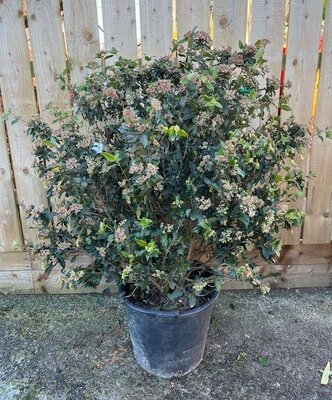 Viburnum Tinus - 40L