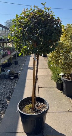 Viburnum Tinus Eve Price 1/2 Std. - 18L