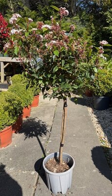 Viburnum Tinus Eve Price 1/4 Std. - 10L