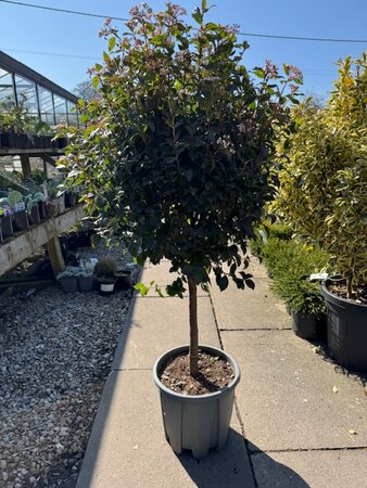 Viburnum Tinus Eve Price 1/4 Std. - 18L - image 1