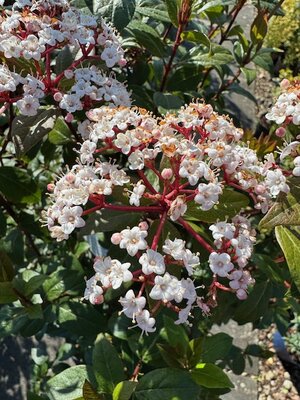 Viburnum Tinus Eve Price 1/4 Std. - 18L - image 2