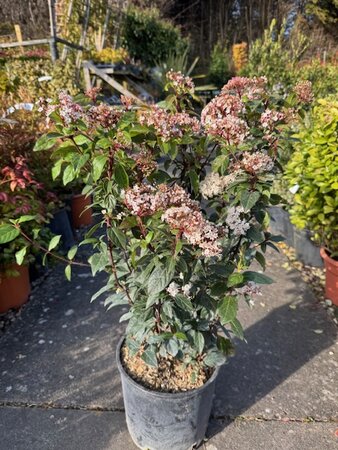 Viburnum Tinus Eve Price  - 10L