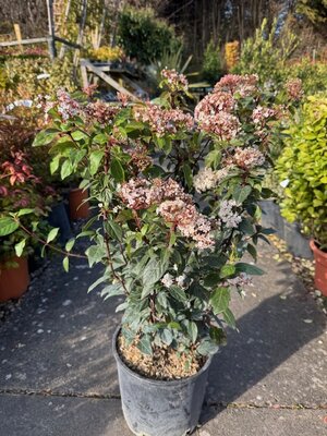 Viburnum Tinus Eve Price  - 10L