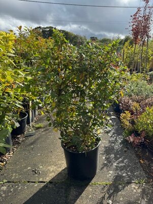 Viburnum Tinus Eve Price - 18L