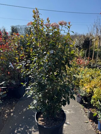 Viburnum Tinus Eve Price - 20L - image 1