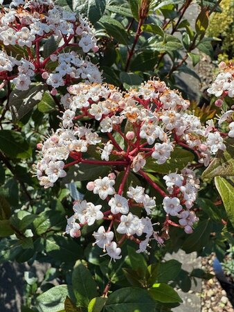 Viburnum Tinus Eve Price - 20L - image 2