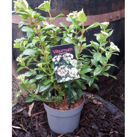 Viburnum Tinus Eve Price 2L