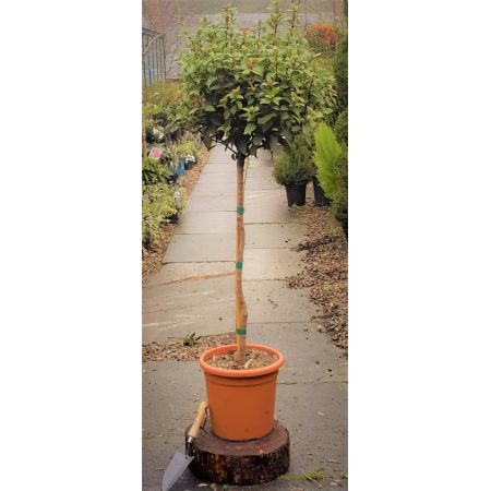 Viburnum Tinus Spirit 1/2 Std. - 15L