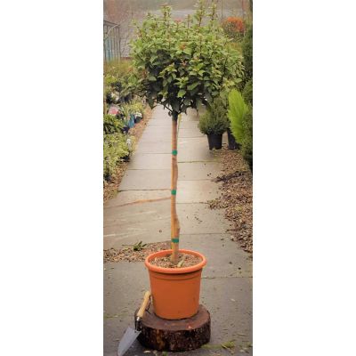 Viburnum Tinus Spirit 1/2 Std. - 15L