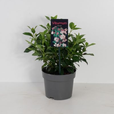 Viburnum Tinus Spirit 2L