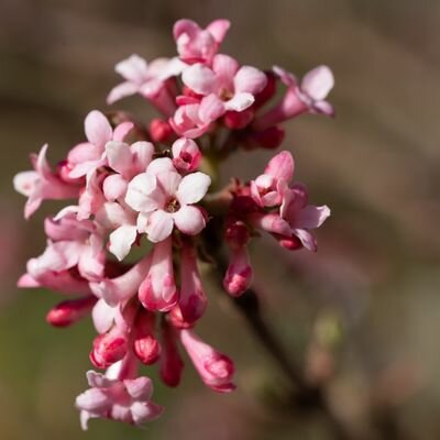 Viburnum X Bodnantense Dawn - 9L - 100cm