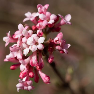 Viburnum X Bodnantense Dawn - 9L - 100cm