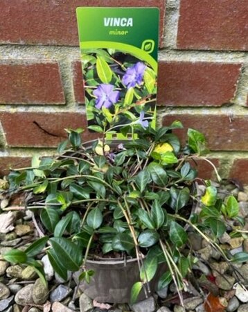 Vinca minor 2L