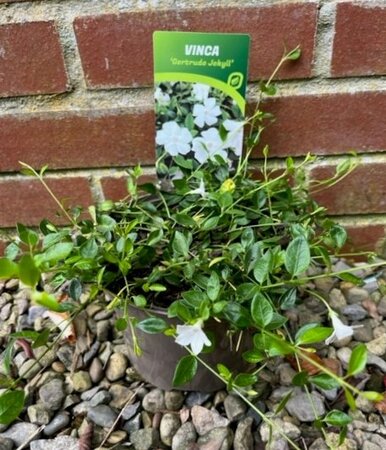 Vinca minor 'Gertrude Jekyll' 2L
