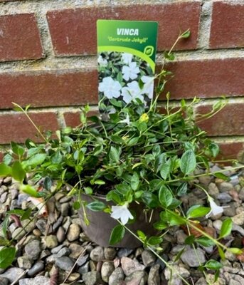 Vinca minor 'Gertrude Jekyll' 2L