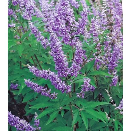 Vitex Agnus Castus 2L