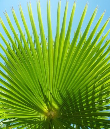 Washingtonia - (Mexican Fan Palm) - 80L - 2m
