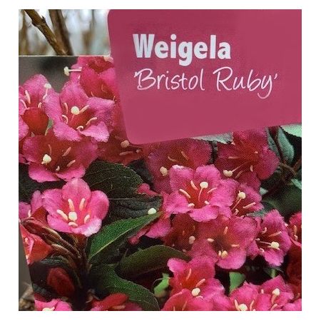 Weigela Florida Bristol Ruby 1L