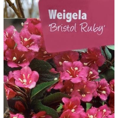 Weigela Florida Bristol Ruby 1L